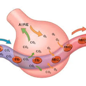 Interpretación De Gases Arteriales En Cuidados Intensivos Y Oxigenoterapia